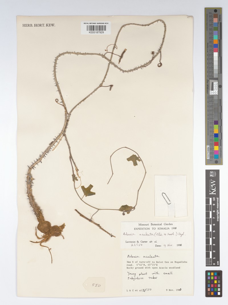 Adenia aculeata