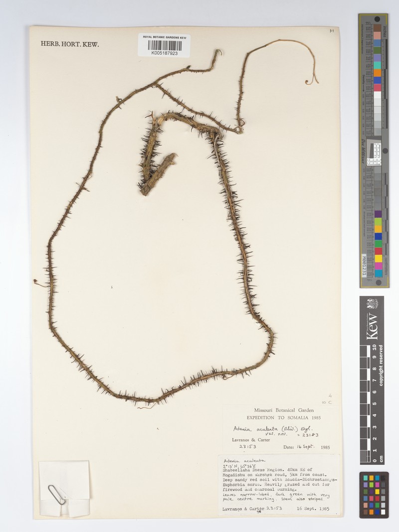 Adenia aculeata photo 2