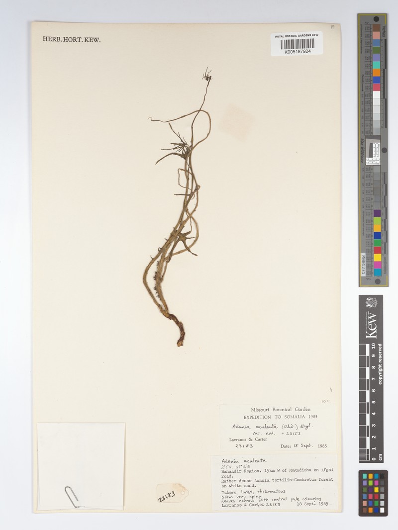 Adenia aculeata photo 3
