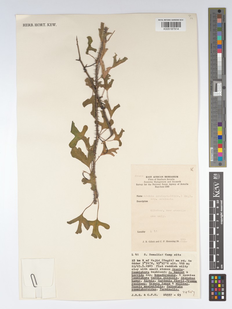 Adenia aculeata photo 4