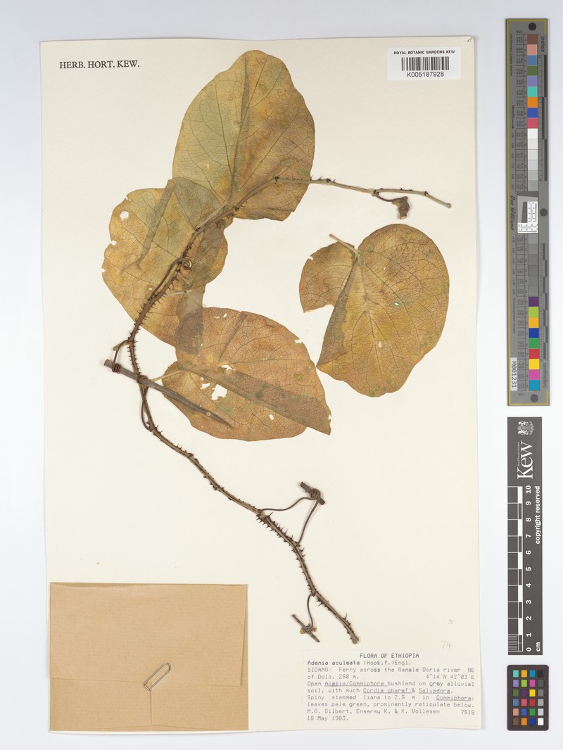 Adenia aculeata photo 5