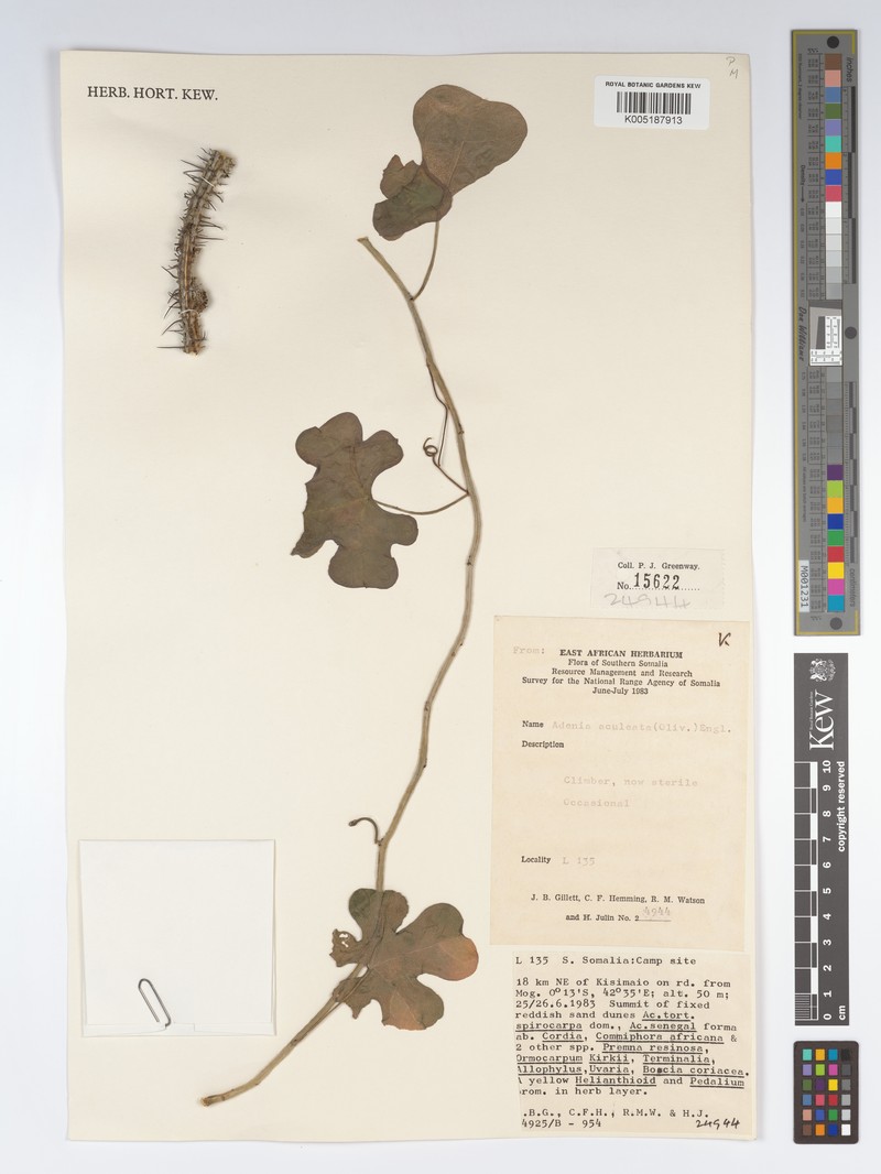 Adenia aculeata photo 6