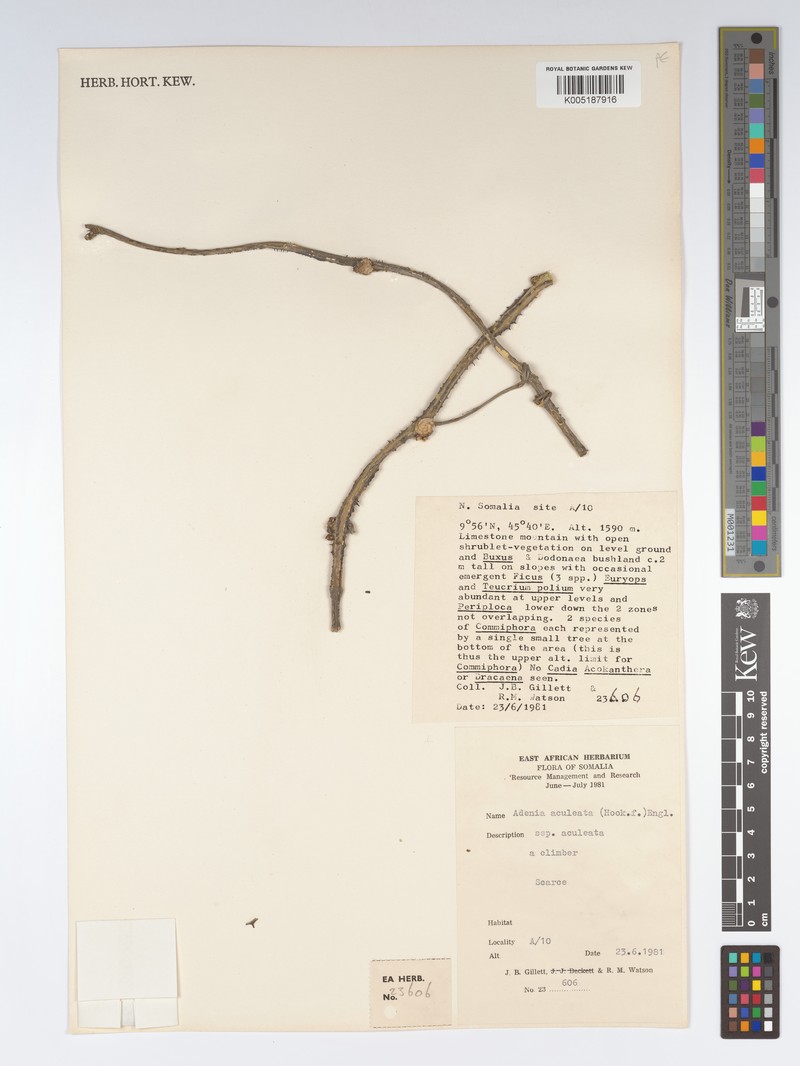 Adenia aculeata photo 7