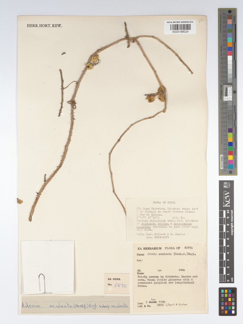 Adenia aculeata photo 8