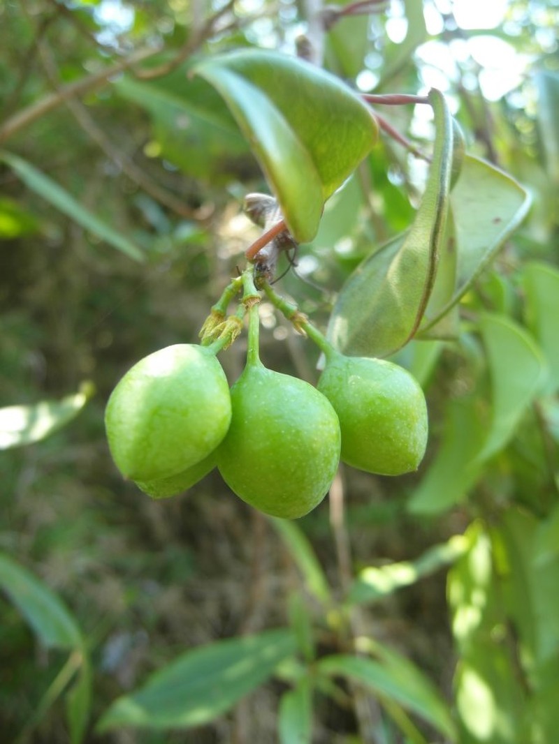 Adenia acuta