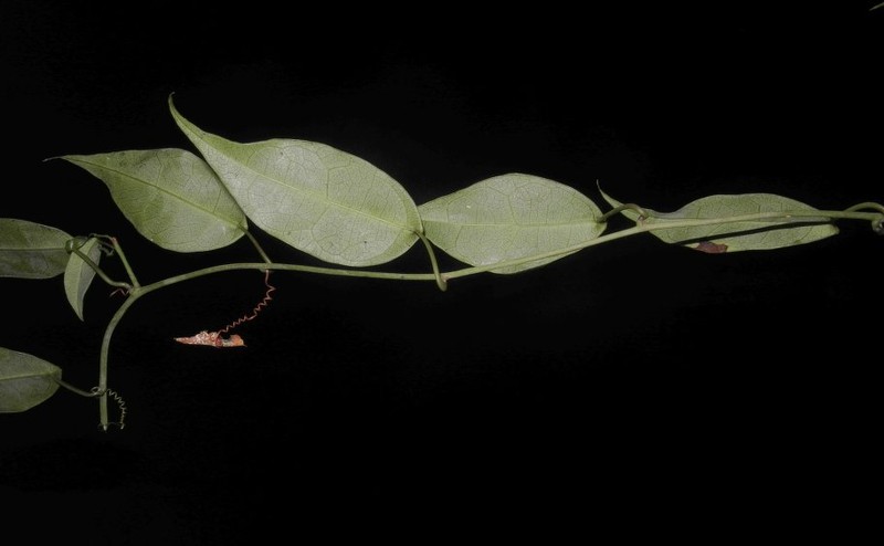 Adenia acuta photo 2
