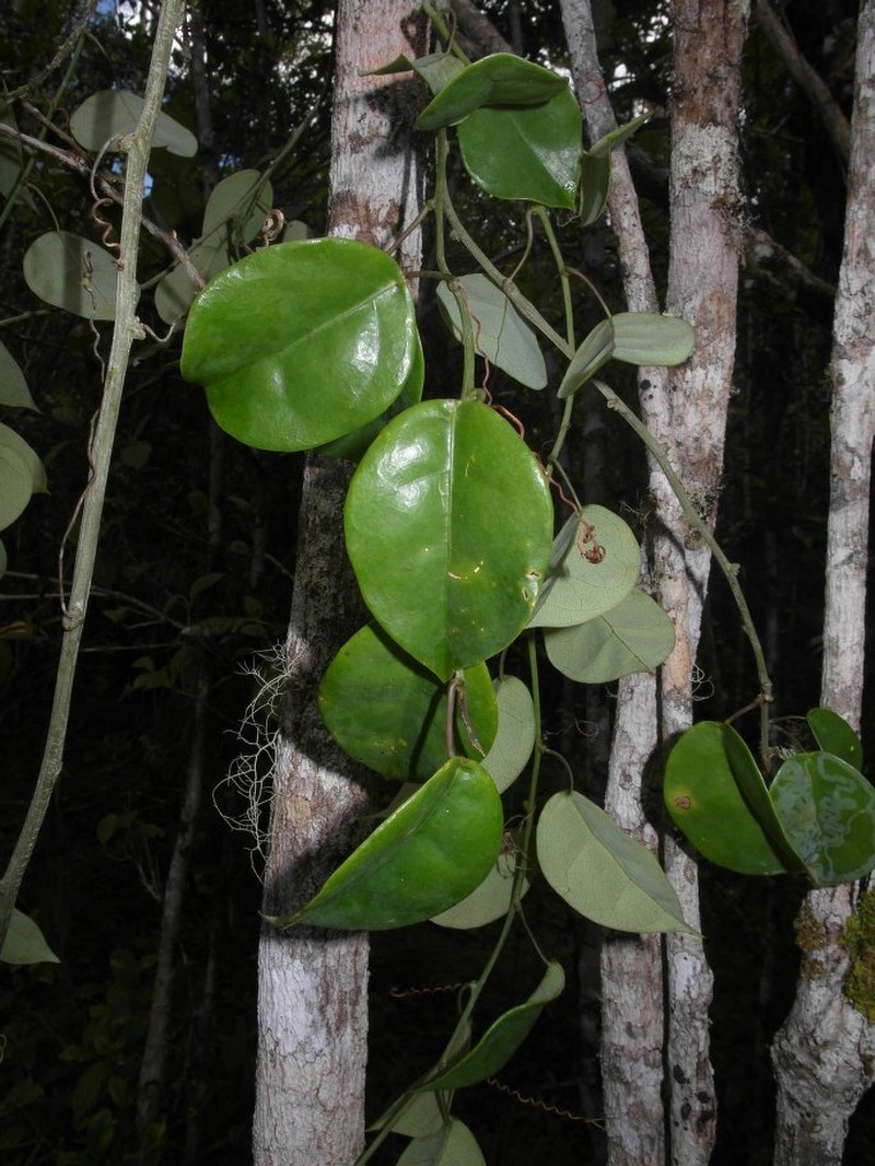 Adenia acuta photo 3