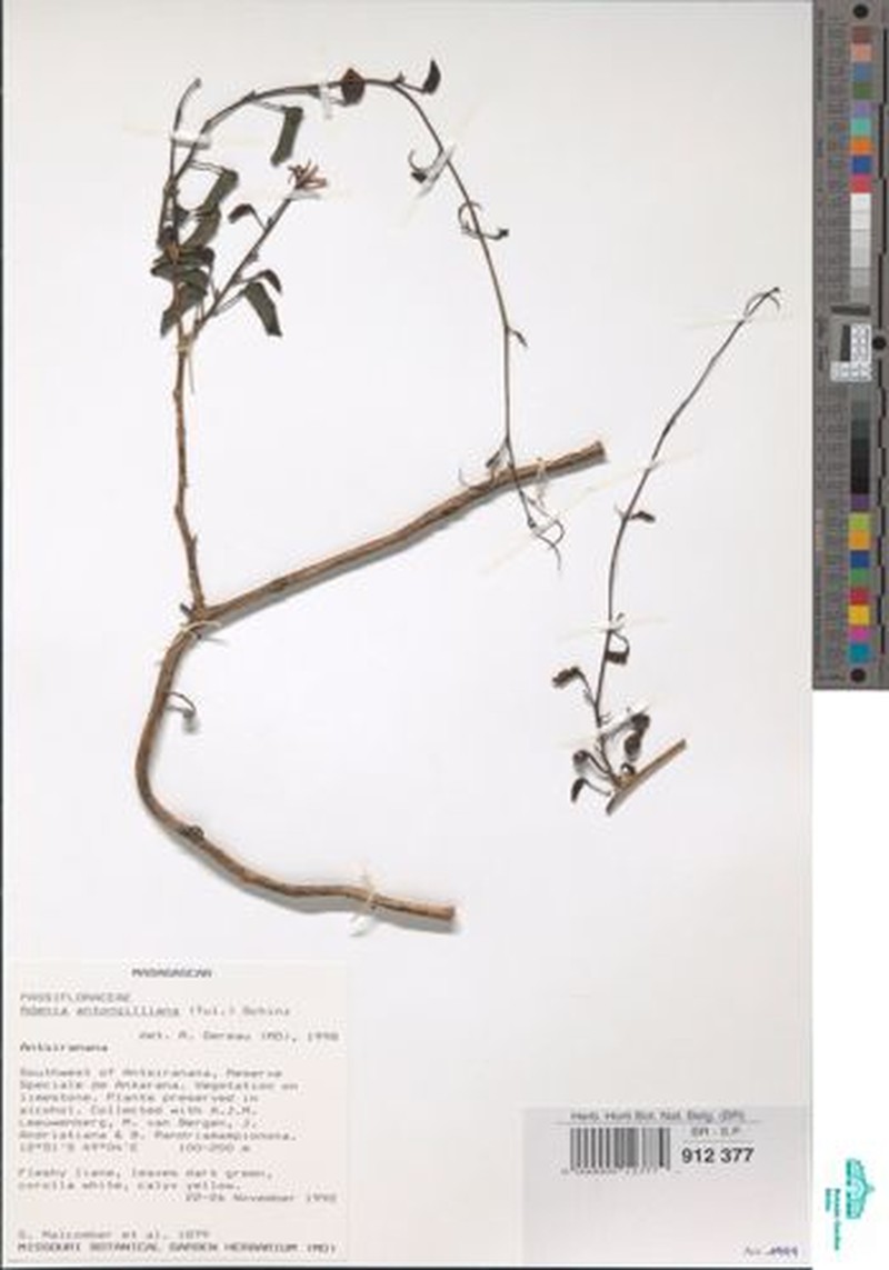 Adenia antongilliana