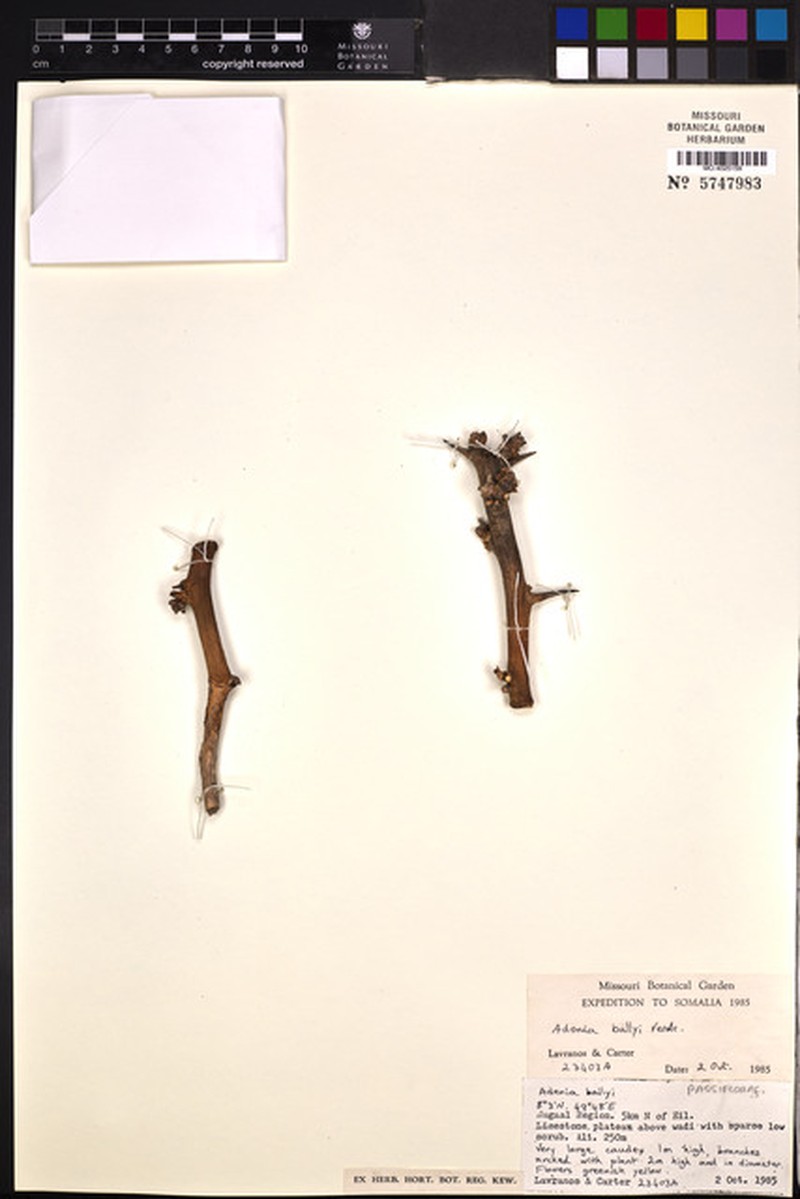 Adenia ballyi