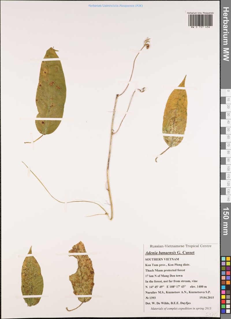 Adenia banaensis