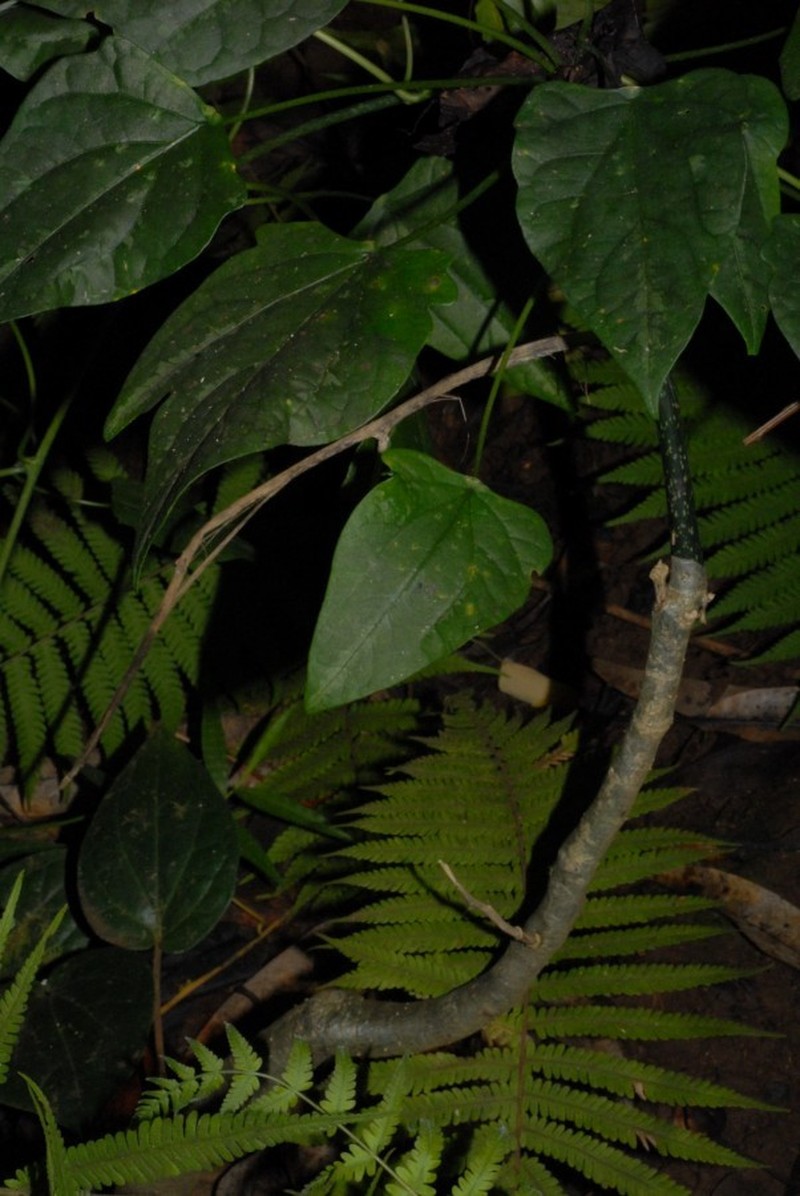 Adenia barthelatii photo 2