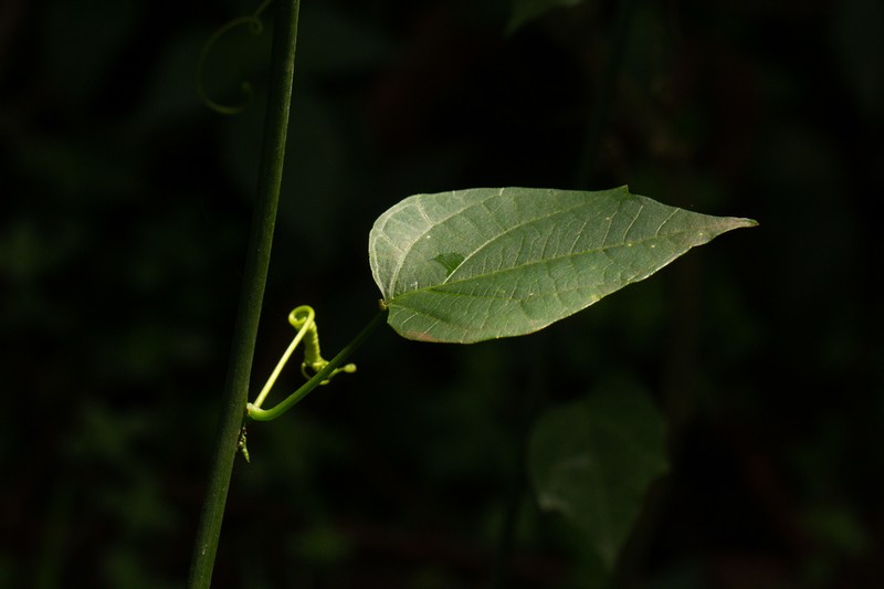 Adenia bequaertii photo 2