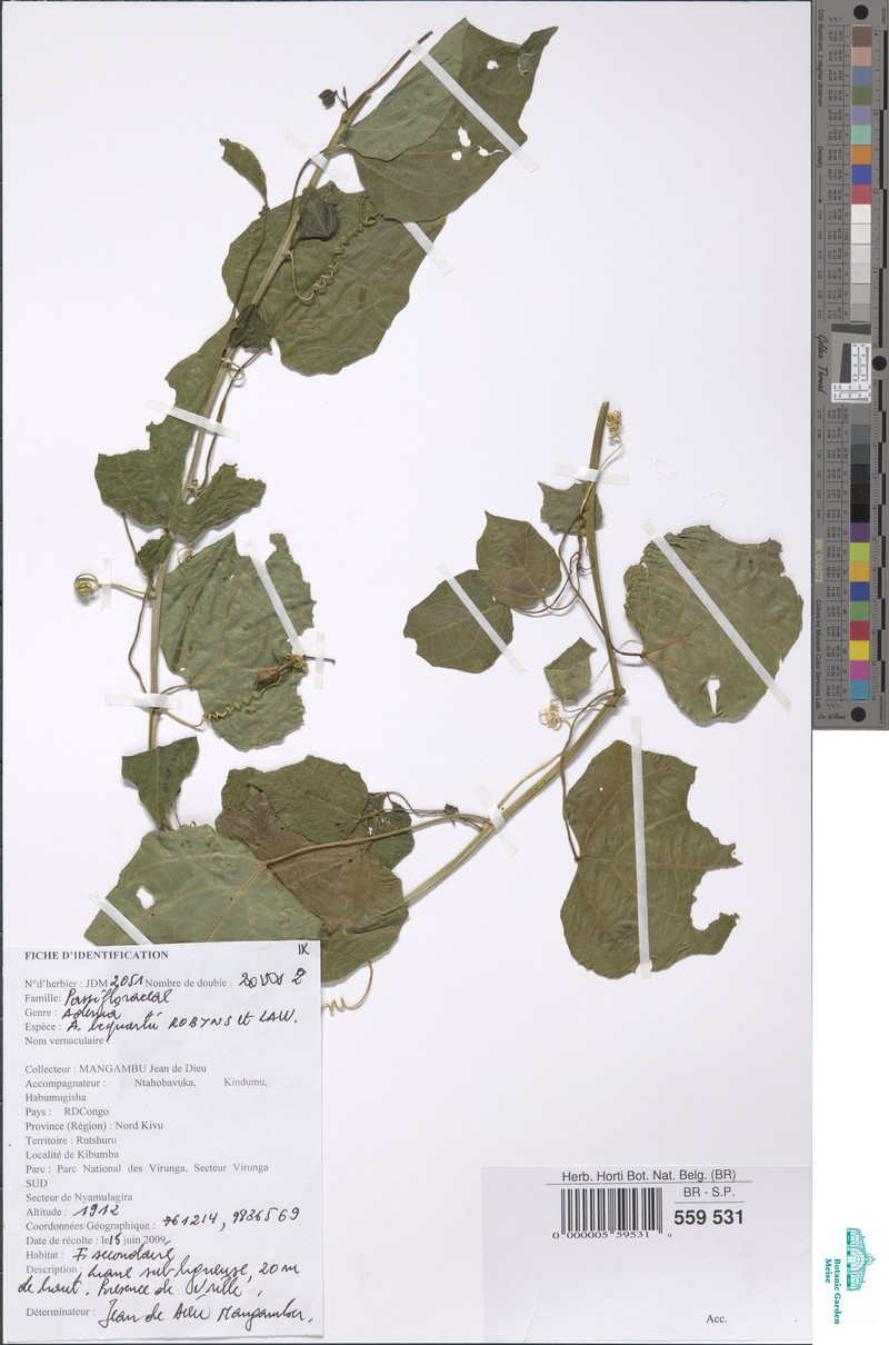 Adenia bequaertii photo 3