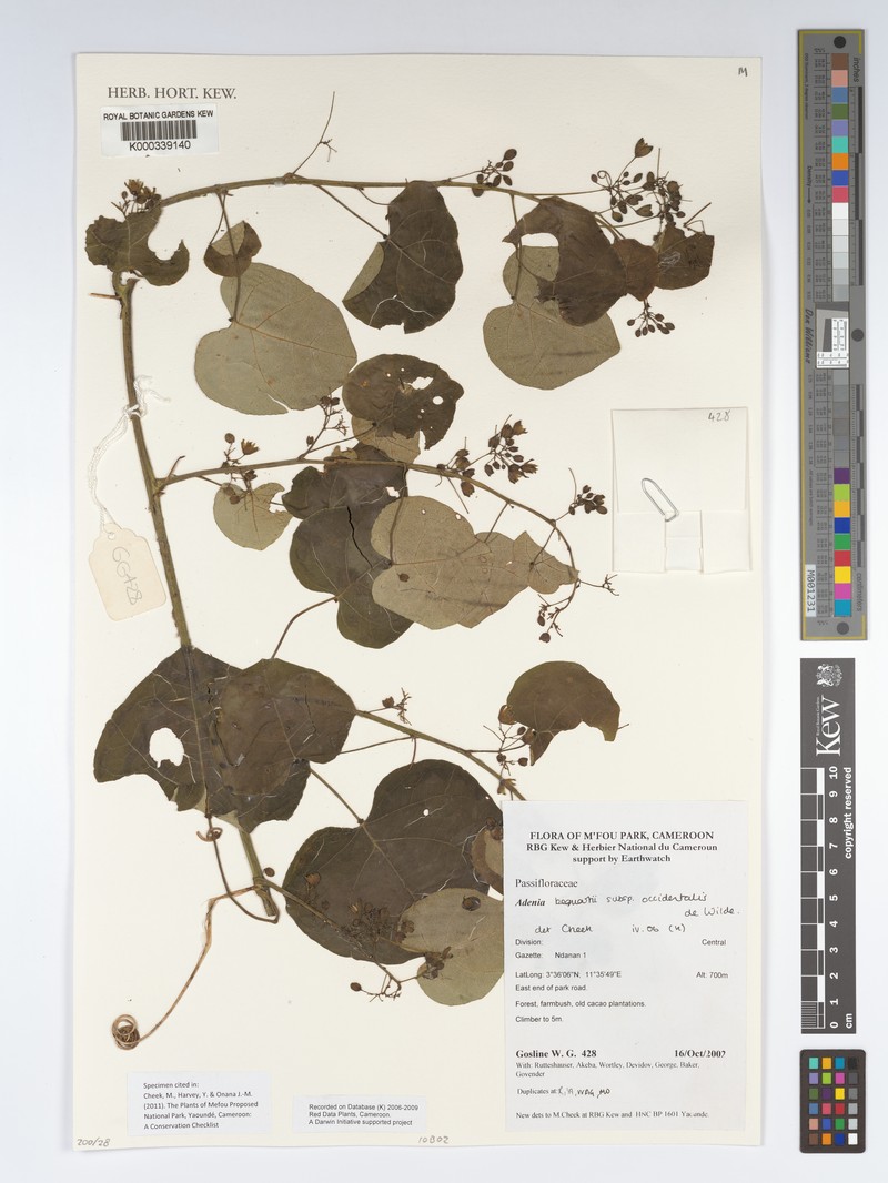Adenia bequaertii photo 4