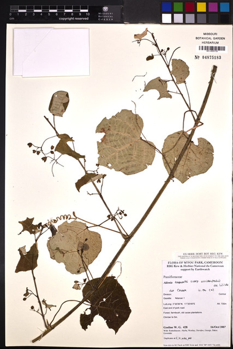 Adenia bequaertii photo 5