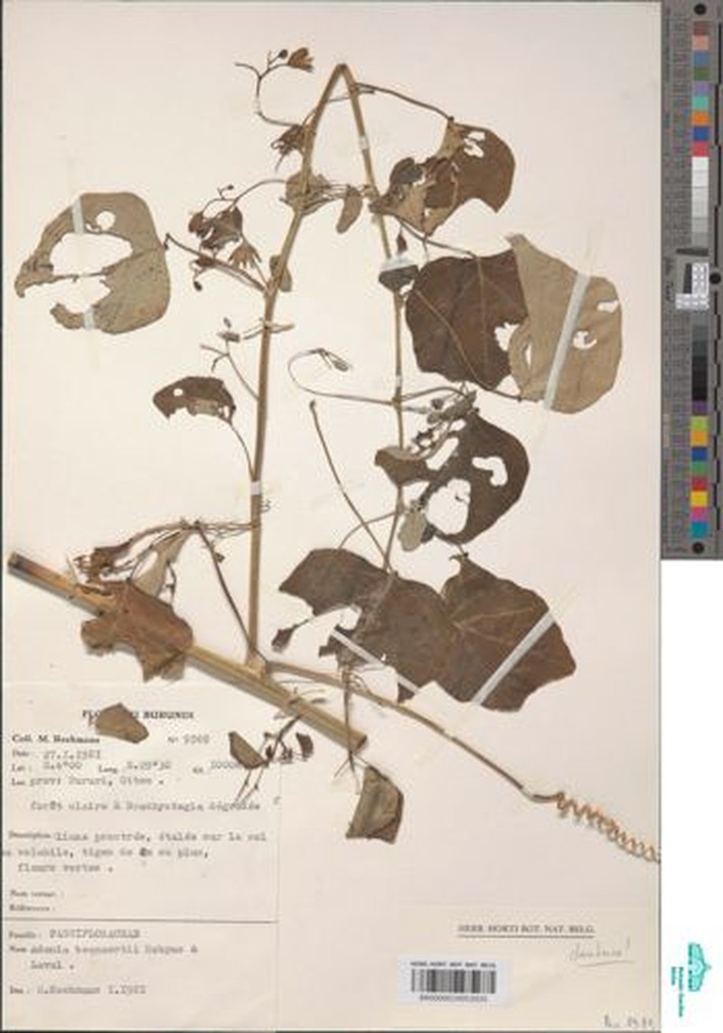 Adenia bequaertii photo 6