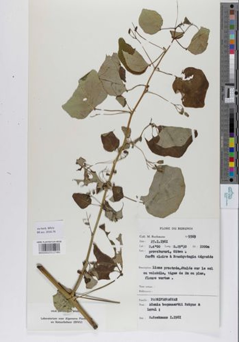 Adenia bequaertii photo 7
