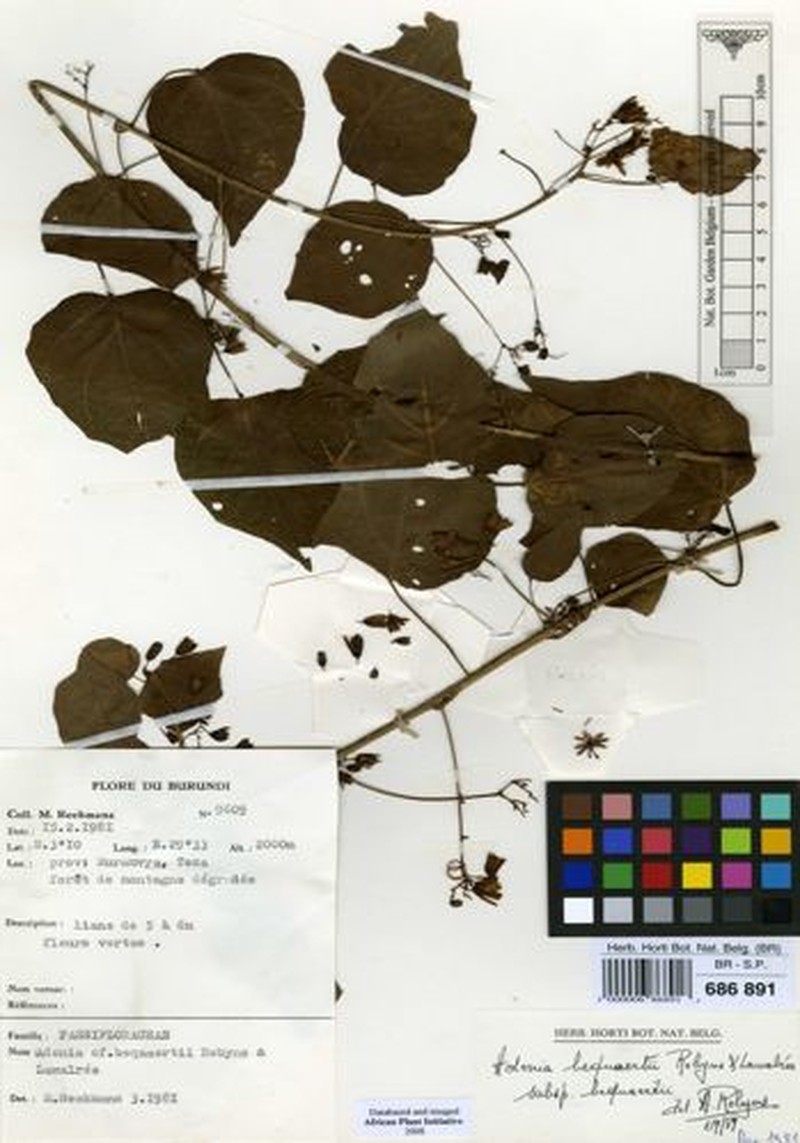 Adenia bequaertii subsp. bequaertii