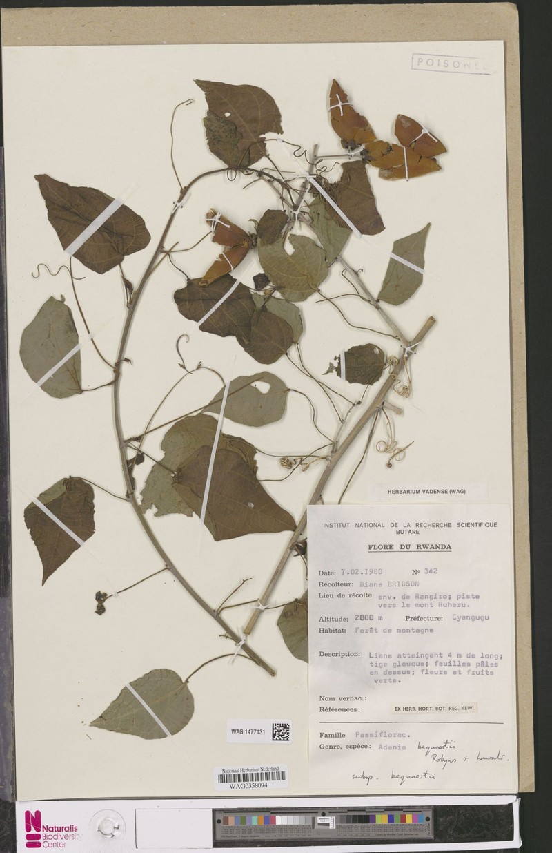 Adenia bequaertii subsp. bequaertii photo 2