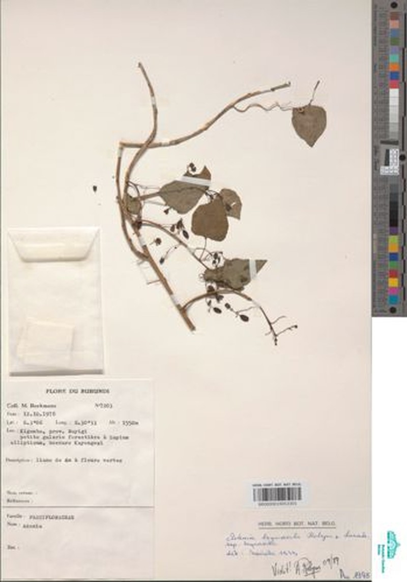 Adenia bequaertii subsp. bequaertii photo 3