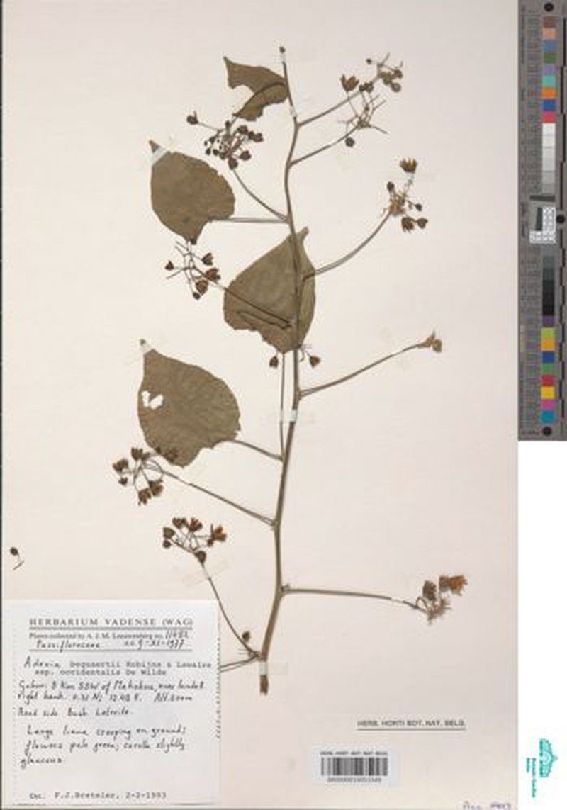 Adenia bequaertii subsp. bequaertii photo 4