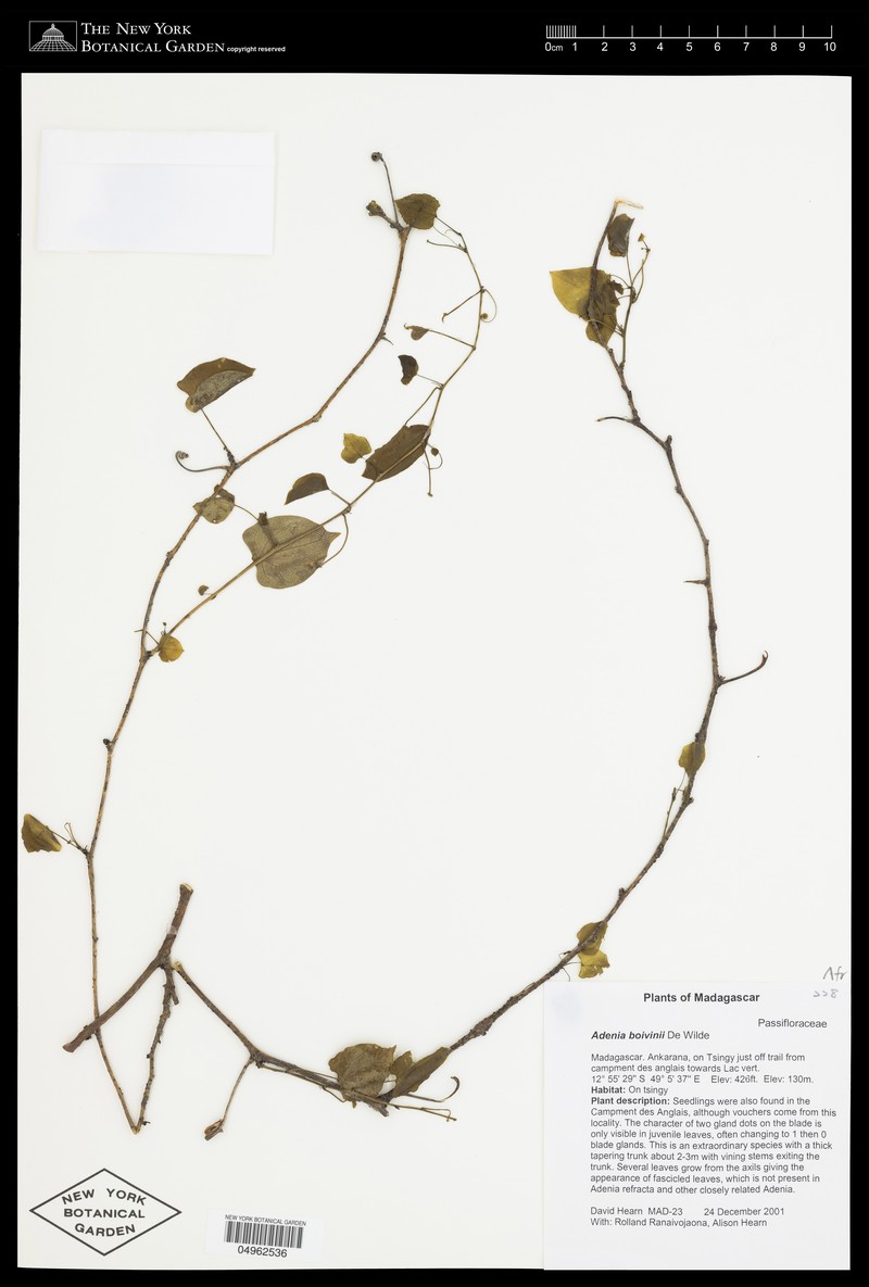 Adenia boivinii