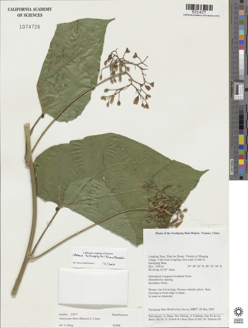 Adenia cardiophylla