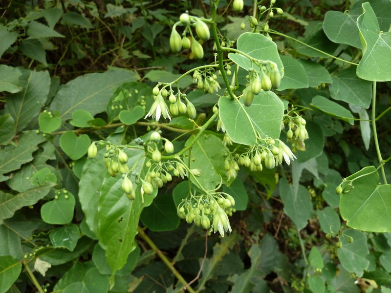 Adenia cissampeloides photo 2
