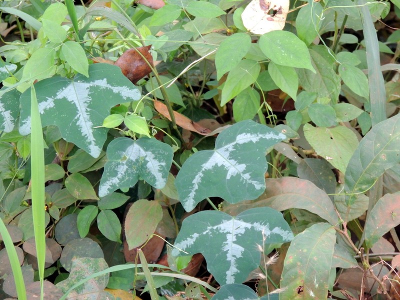 Adenia cissampeloides photo 3