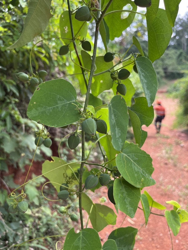 Adenia cissampeloides photo 4
