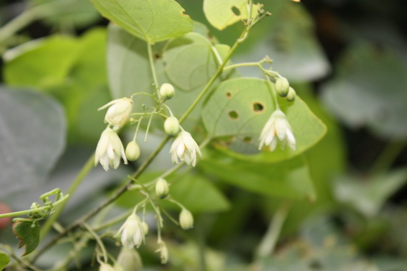 Adenia cissampeloides photo 5