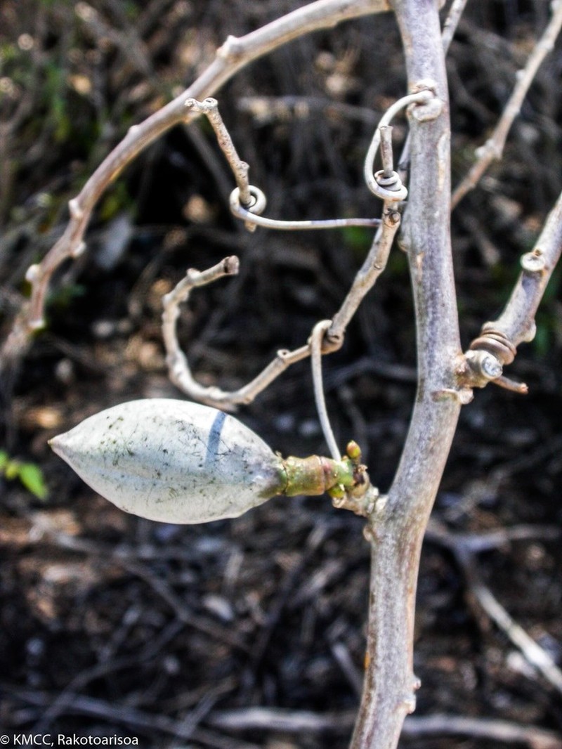 Adenia cladosepala photo 2