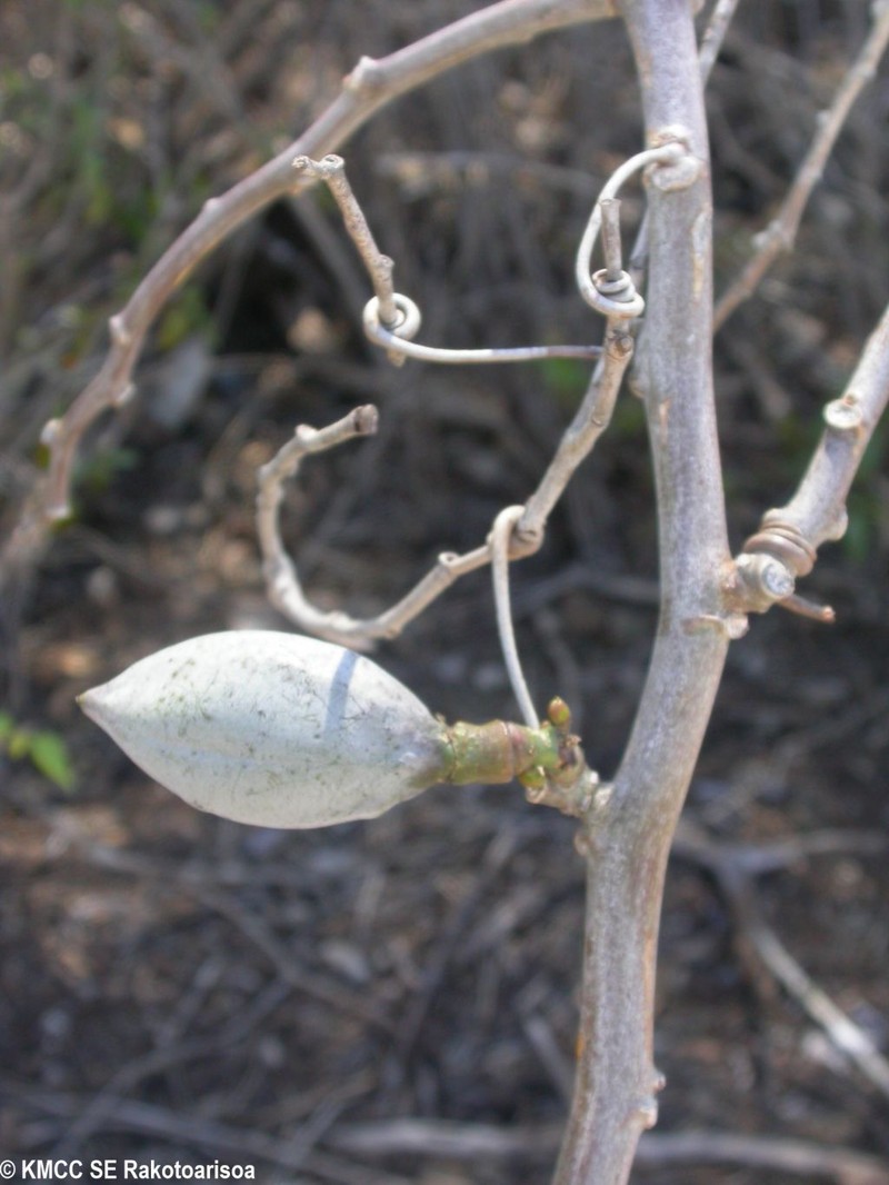 Adenia cladosepala photo 3