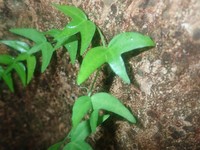 Adenia cordifolia