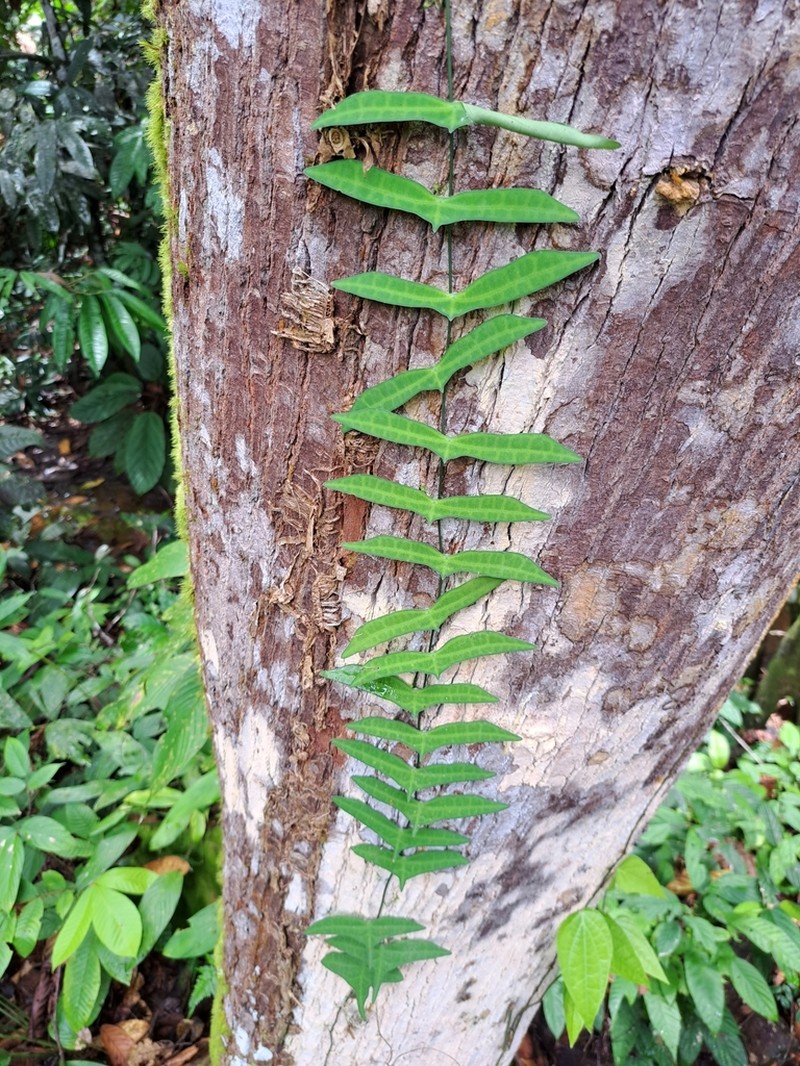 Adenia cordifolia photo 2