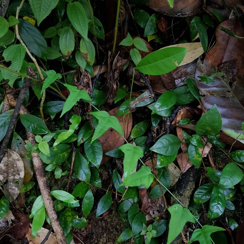 Adenia cordifolia photo 3
