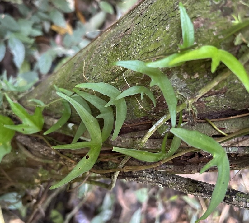 Adenia cordifolia photo 4