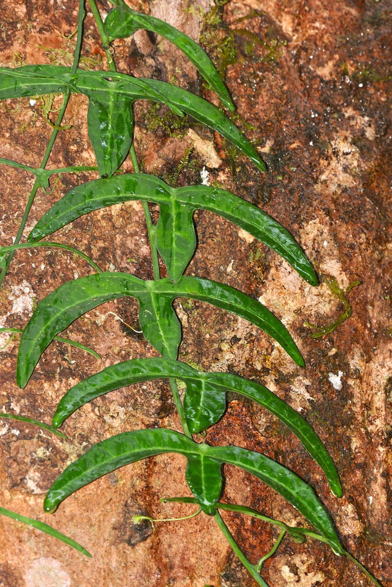 Adenia cordifolia photo 7