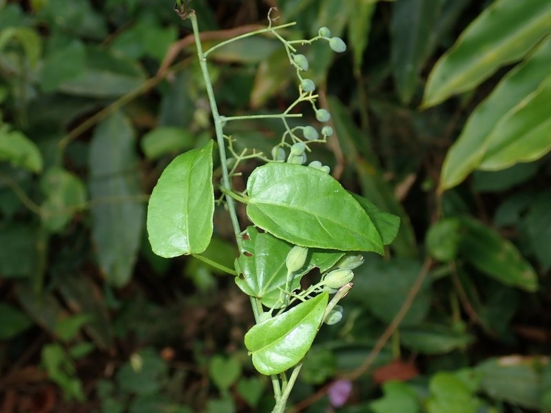 Adenia cynanchifolia