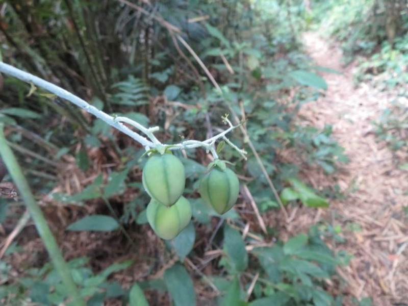 Adenia cynanchifolia photo 2