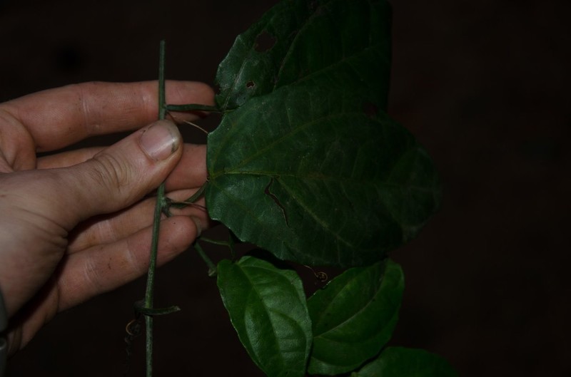 Adenia cynanchifolia photo 3