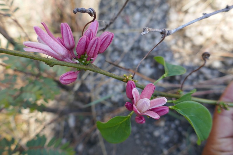 Adenia densiflora