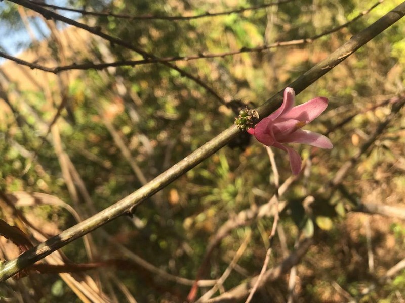 Adenia densiflora photo 2