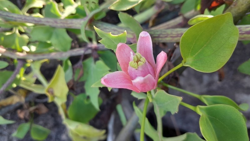 Adenia densiflora photo 3