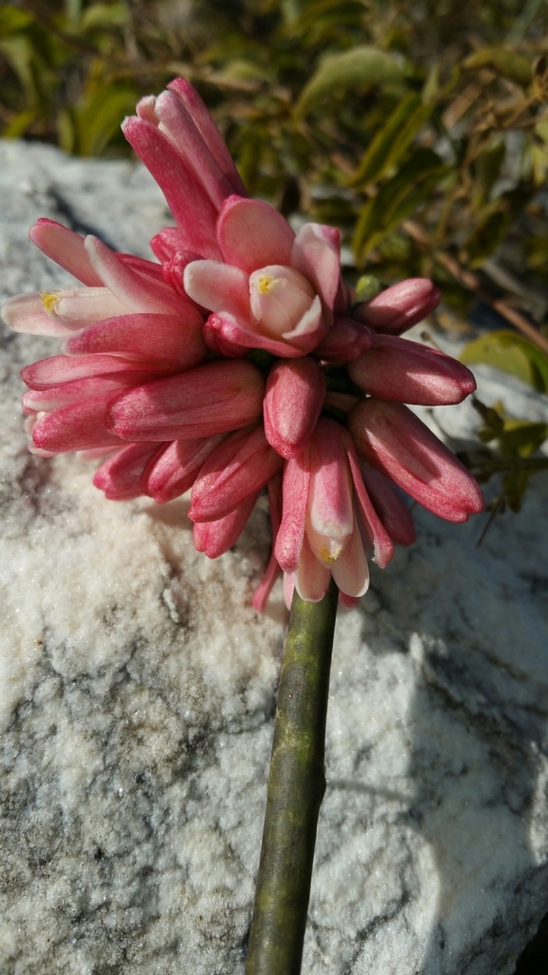 Adenia densiflora photo 4