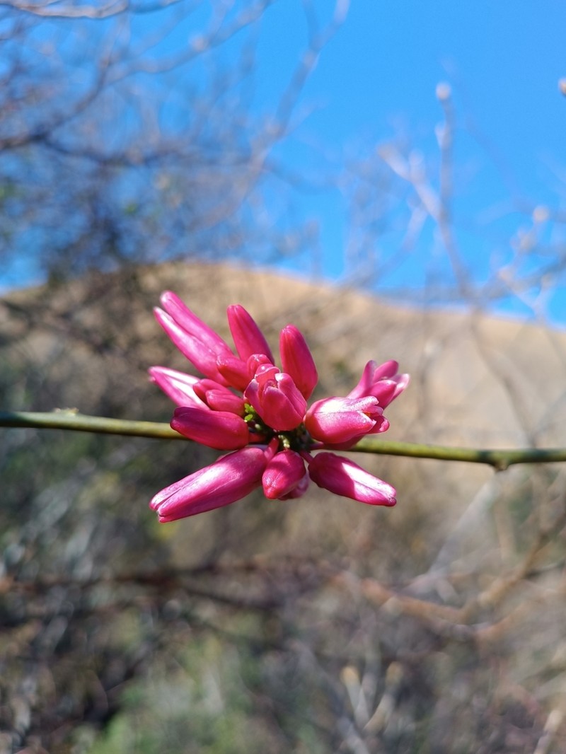 Adenia densiflora photo 5