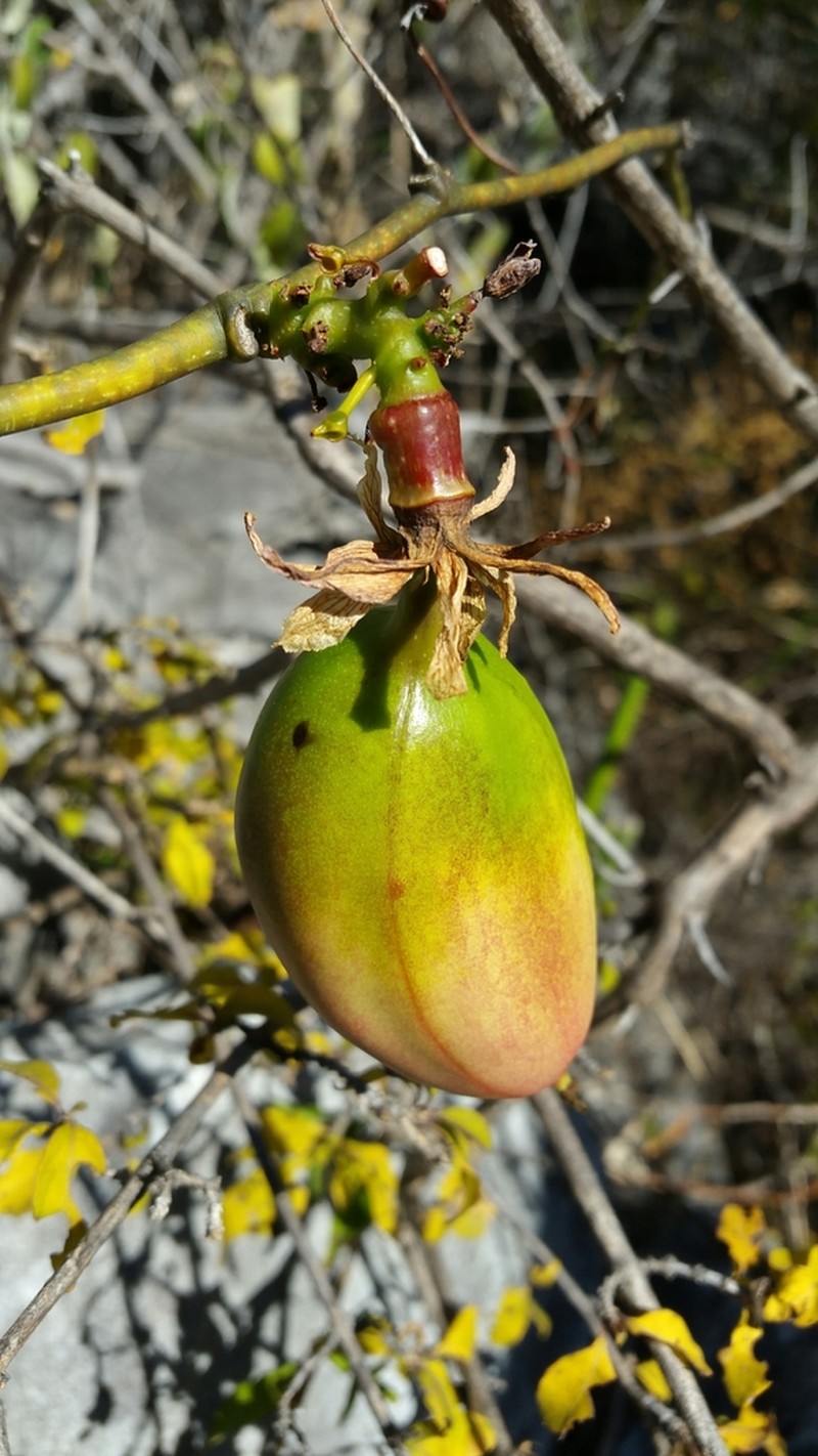 Adenia densiflora photo 8
