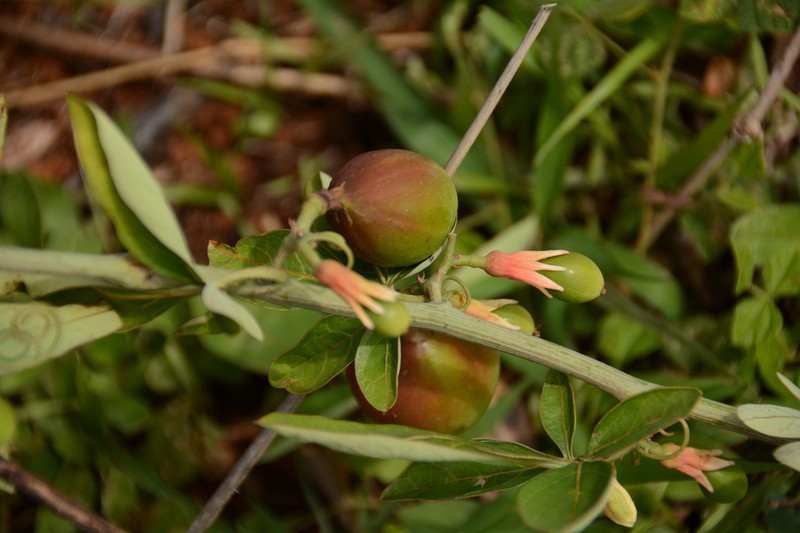 Adenia digitata photo 4