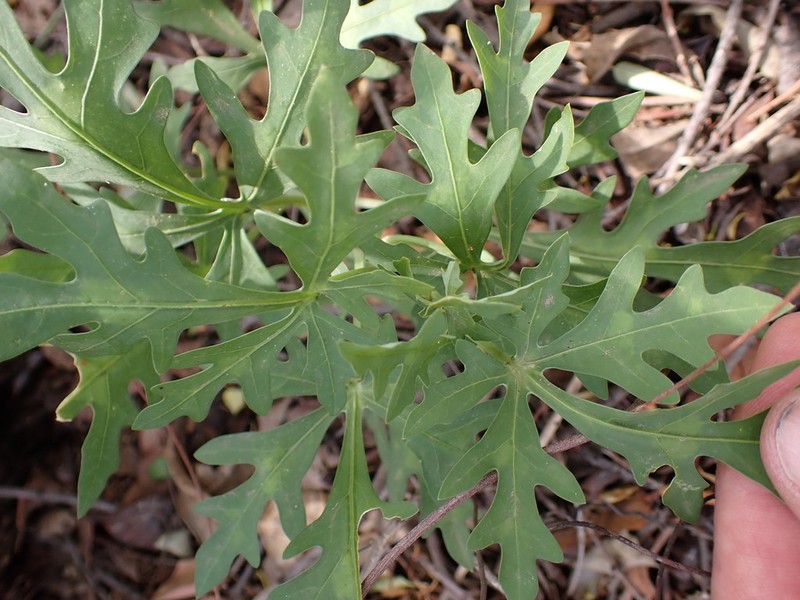 Adenia digitata photo 7