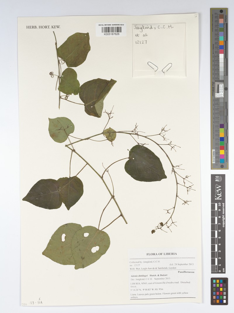 Adenia dinklagei
